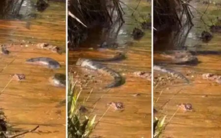 Turistas encontram sucuri-verde gigante no rio: "Experiência única", diz empresária