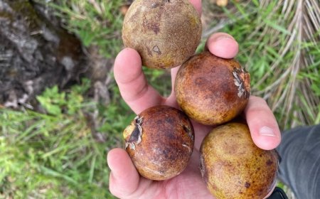 BNDES aprova R$ 258 milhões para desenvolver macaúba para combustíveis