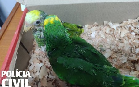 PCMG e PMMG resgatam aves vítimas de maus-tratos