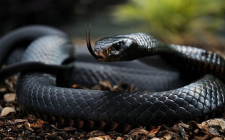 Conheça as três cobras mais venenosas e letais do Brasil