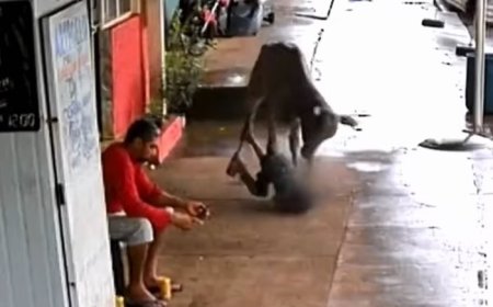 Criança na calçada leva cabeçada de bezerro que fugiu de leilão; veja
