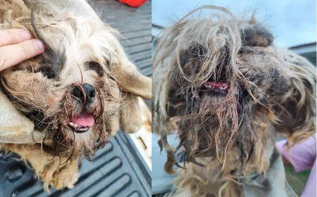 Mulher é multada por deixar cachorros um ano sem banho e jogados em local insalubre