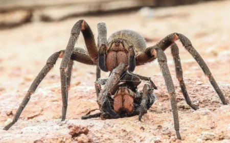 Conheça as 3 aranhas mais perigosas do Brasil