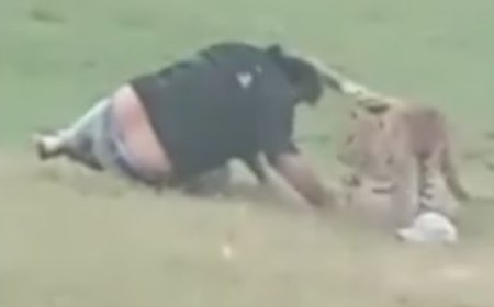 Leopardo ataca grupo durante um piquenique em floresta