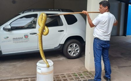Cobra de 1,6 metro é devolvida para natureza em Umuarama