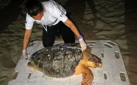 Tartaruga-cabeçuda juvenil éda resgatada na praia no litoral do Piauí