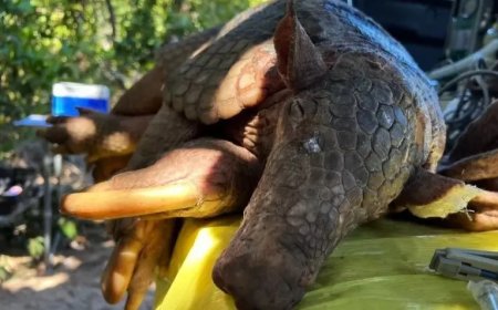 Tatu-canastra com pênis de 33 centímetros é encontrado no Pantanal