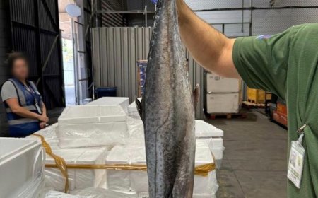 Ibama intercepta quase uma tonelada de pescado com destino aos EUA