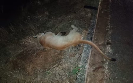 Onça-parda é resgatada ferida na rodovia de MT e encaminhada para tratamento