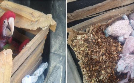 Homem é detido com mais de 160 aves em porta-malas de carro em Guararema