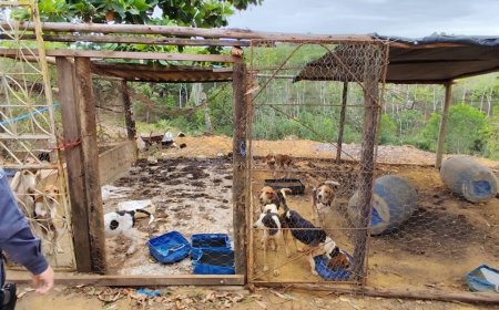 Policiais militares resgatam 80 cães em cativeiro na zona rural