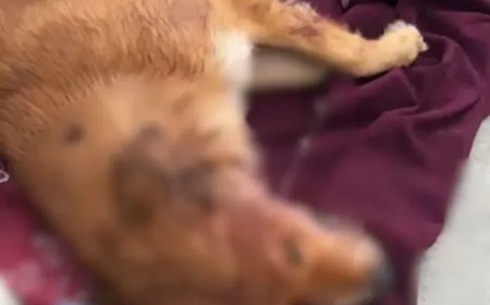Cachorro é morto a tiro durante discussão Familiar