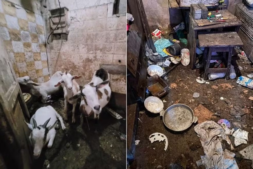 Homem é investigado por matar cabrito a pauladas e maltratar mais de 70 animais