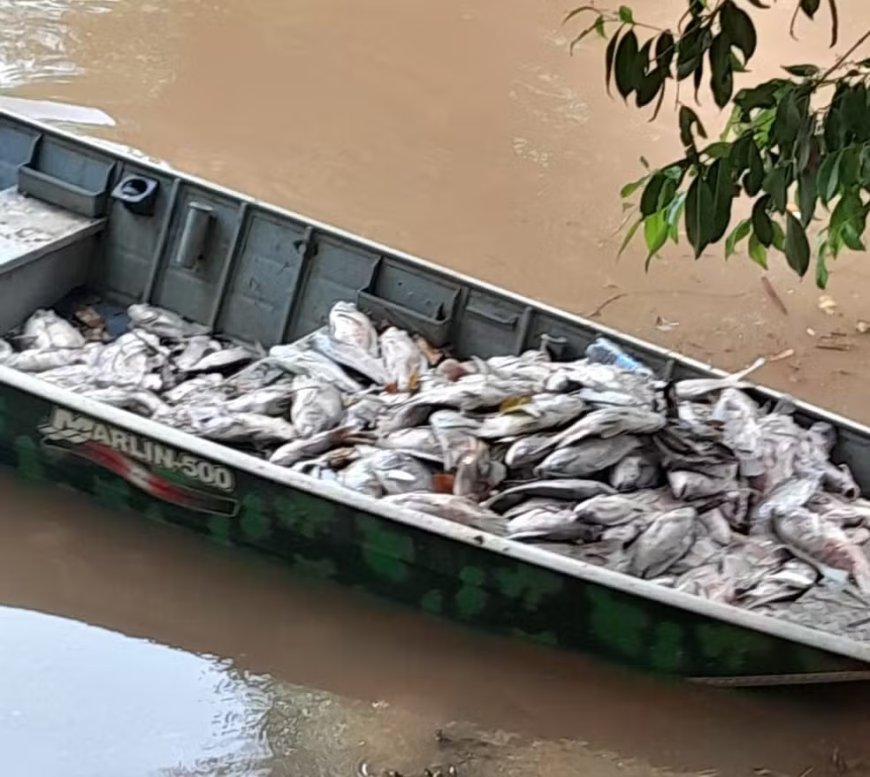 Mais de 800 peixes morrem após chuvas arrastarem lixo para lago