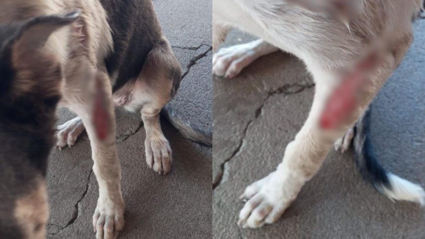 Homem é preso em flagrante por jogar água fervente em cães de rua