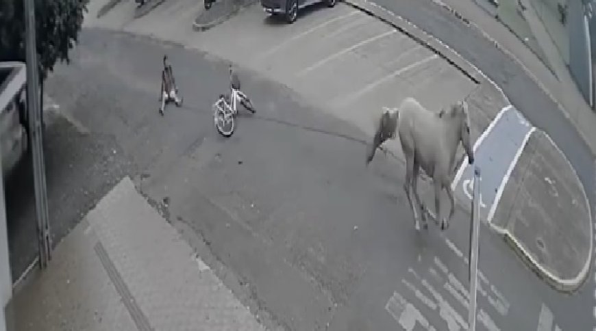 Rapaz tenta roubar cavalo e se dá mal, arrastado por cerca de 750 metros