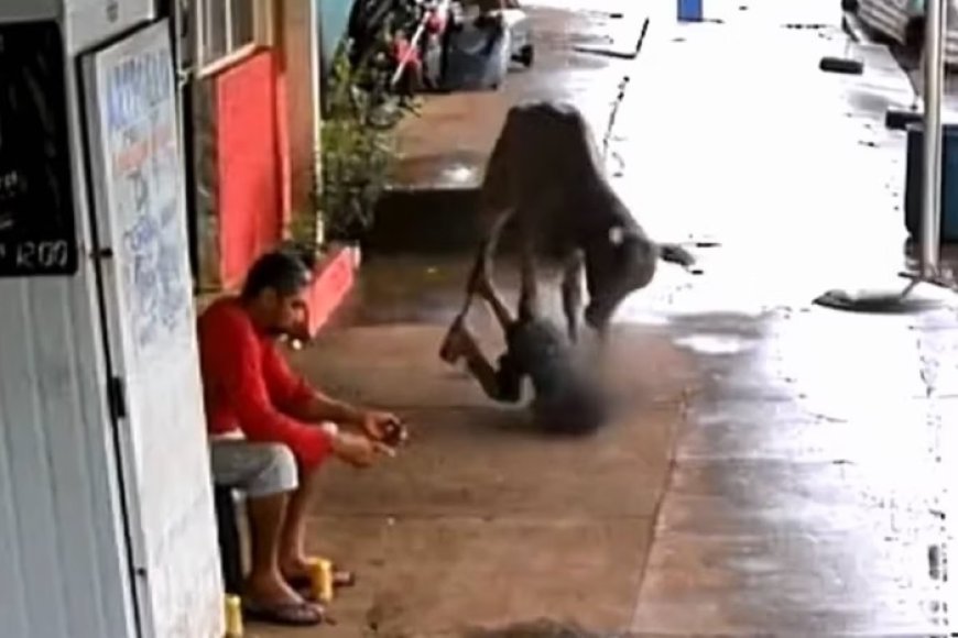 Criança na calçada leva cabeçada de bezerro que fugiu de leilão; veja