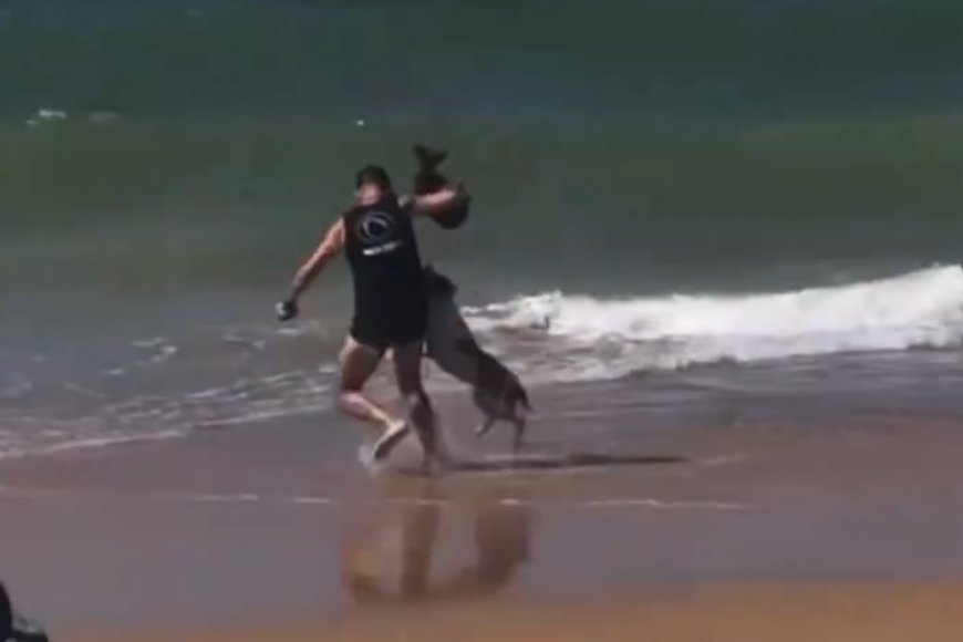 Homem entra no mar para salvar cachorro de ataque de pit bull agressivo