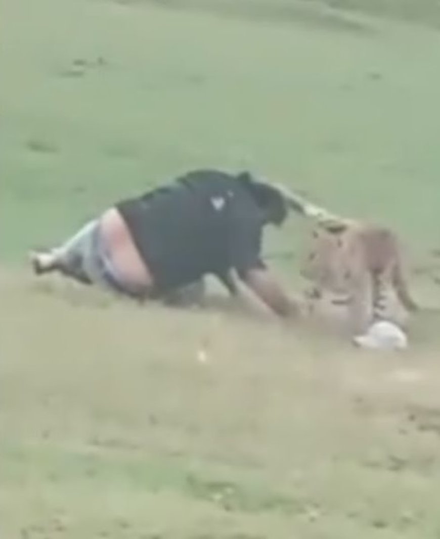 Leopardo ataca grupo durante um piquenique em floresta