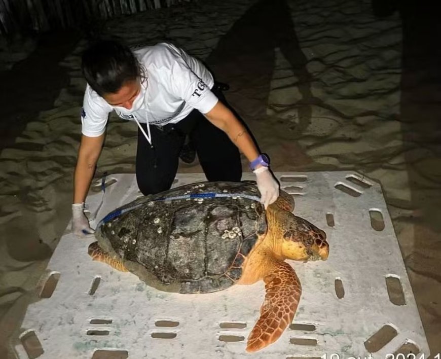 Tartaruga-cabeçuda juvenil éda resgatada na praia no litoral do Piauí
