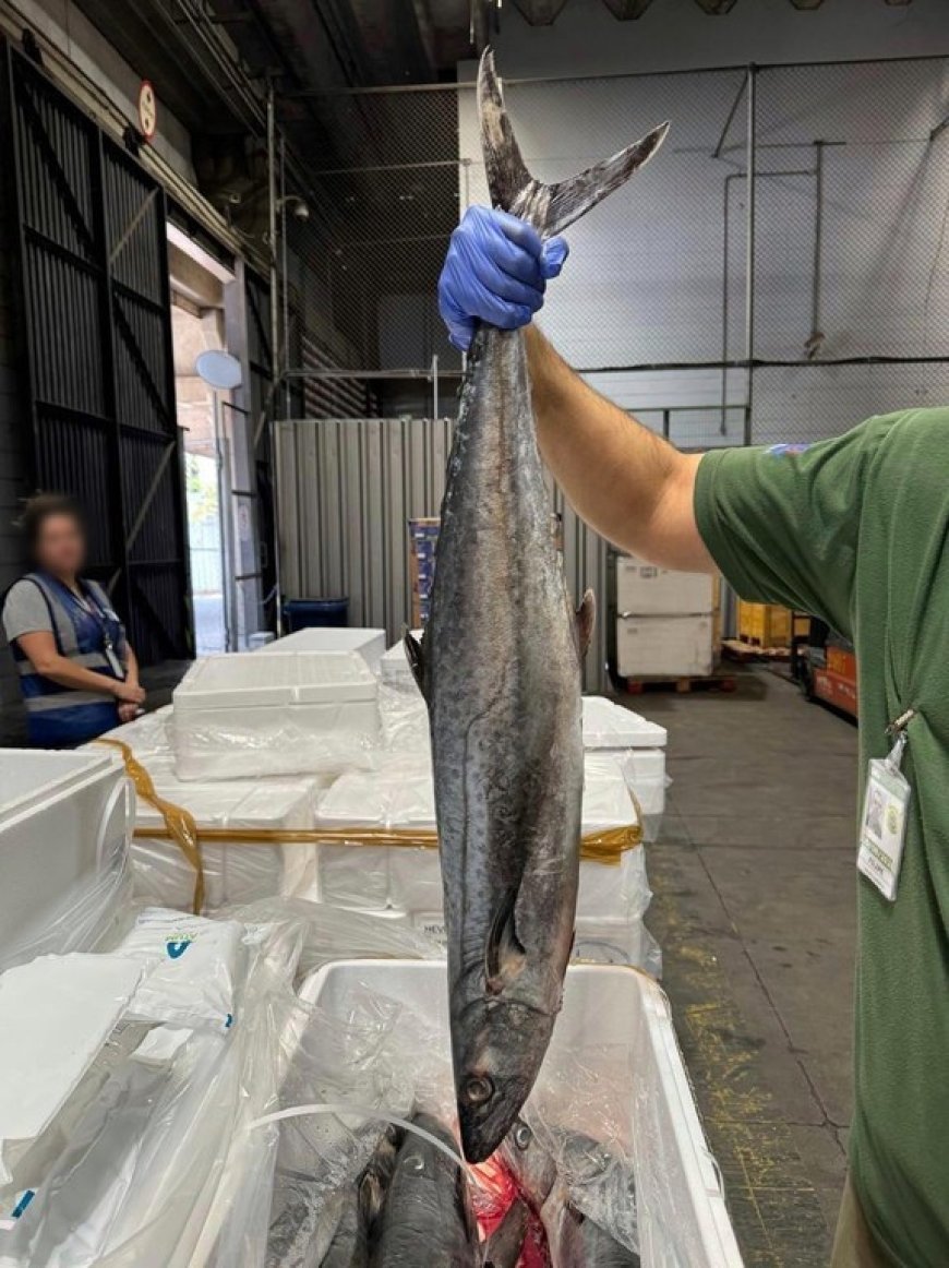 Ibama intercepta quase uma tonelada de pescado com destino aos EUA