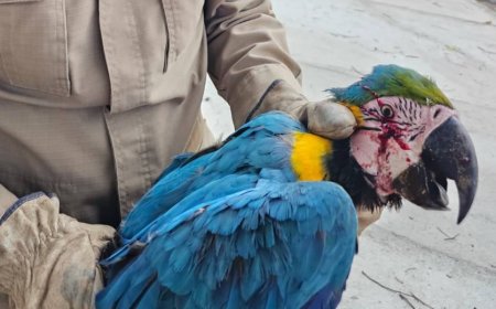 Bombeiros resgatam arara ferida por tiros de chumbinho; veja as fotos