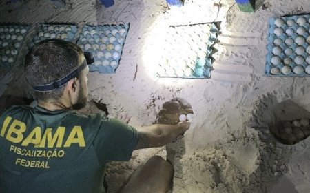 Ibama resgata mais de 600 ovos de tartarugas das mãos de criminosos no Pará