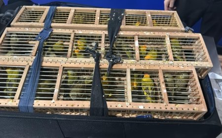 PF resgata 300 pássaros em malas em Aeroporto