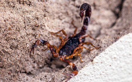 Veja os 3 escorpiões mais perigosos do Brasil