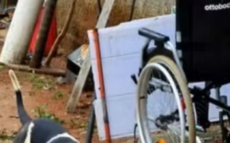 Cadeirante sofre ataque de pit bull e tem orelha decepada