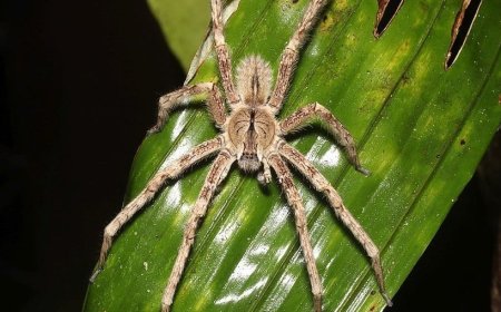 Veja as 3 aranhas mais perigosas do Brasil e os riscos que oferecem à saúde humana