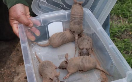 Filhotes de tatu são resgatados após mãe ser atropelada em rodovia