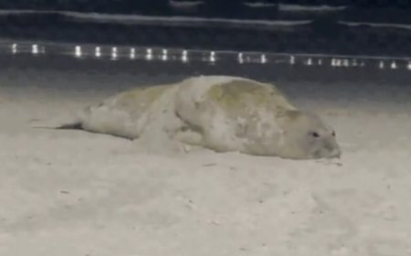 Elefante-marinho-do-sul é encontrado em praia do litoral de SP; VEJA