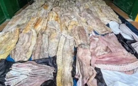 Exército brasileiro apreende uma tonelada de pirarucu ilegal