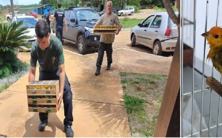Tráfico de Animais Silvestres: mais de 1.500 aves são encontradas em carro no Distrito Federal