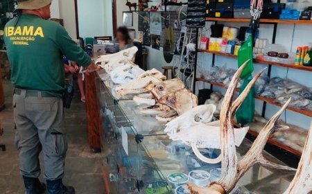 Fiscalização do Ibama apreende partes de animais em exposição ilegal no Mato Grosso do Sul
