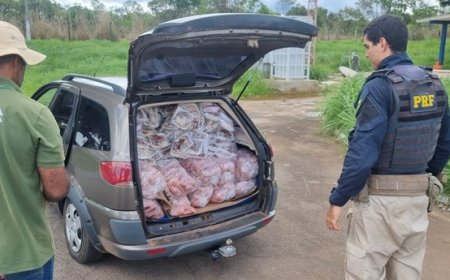 PRF apreende meia tonelada de carne imprópria para o consumo na BR-020