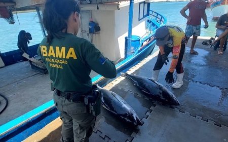 Fiscalização para combater a pesca ilegal apreende quase 1,5 tonelada de pescado no RN