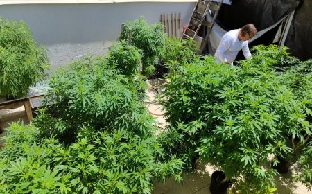 Brasil atingiu a marca de 672 mil pacientes que se tratam com cannabis