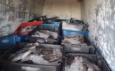 PRF apreende 2,1 toneladas de pescado irregular