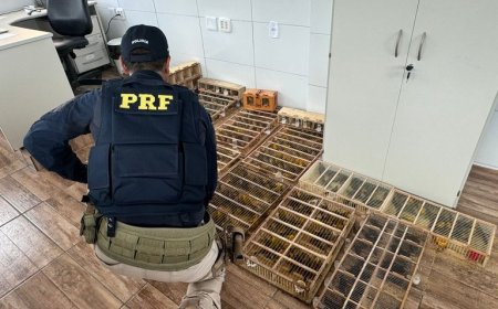 PRF resgata mais de 590 aves silvestres transportadas ilegalmente