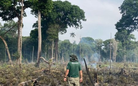 Desmatamento ilegal no Amazonas: fiscalização aplica mais de 1 milhão de reais em multas e 11 embargos