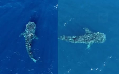 Maior peixe do mundo é visto pela segunda vez no litoral brasileiro