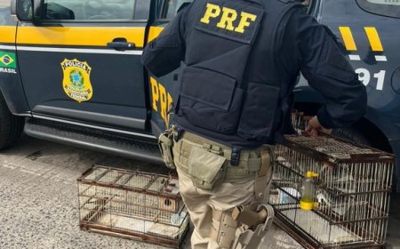 Azulão e canários da terra são resgatados durante abordagem a veículo de passeio em Simões Filho