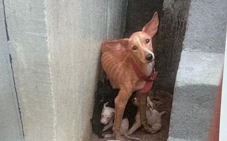 Homem é preso por maus-tratos a cadela e oito filhotes