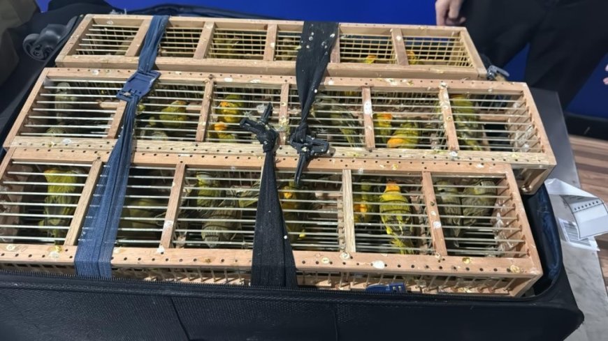 PF resgata 300 pássaros em malas em Aeroporto