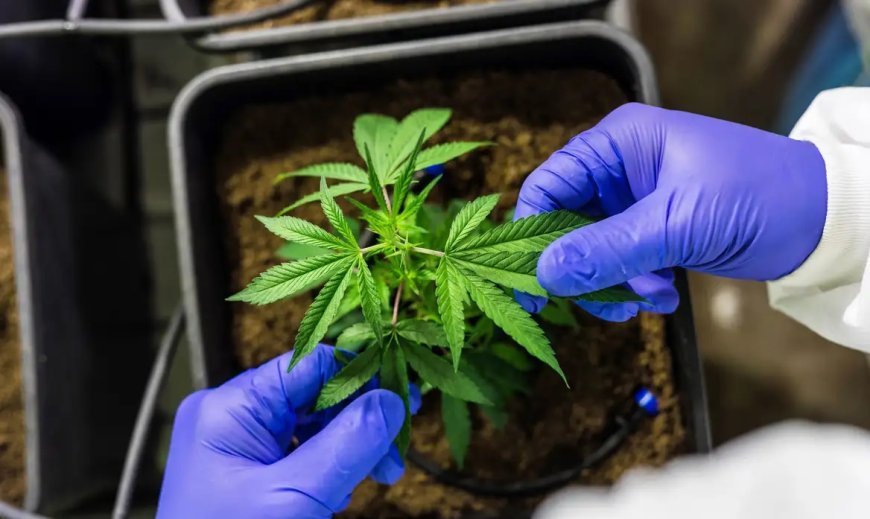 STJ autoriza cultivo de cannabis para fins medicinais