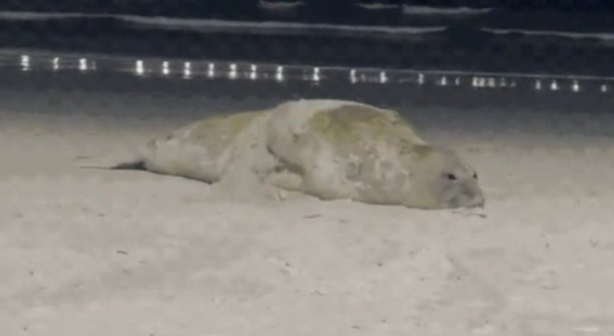 Elefante-marinho-do-sul é encontrado em praia do litoral de SP; VEJA