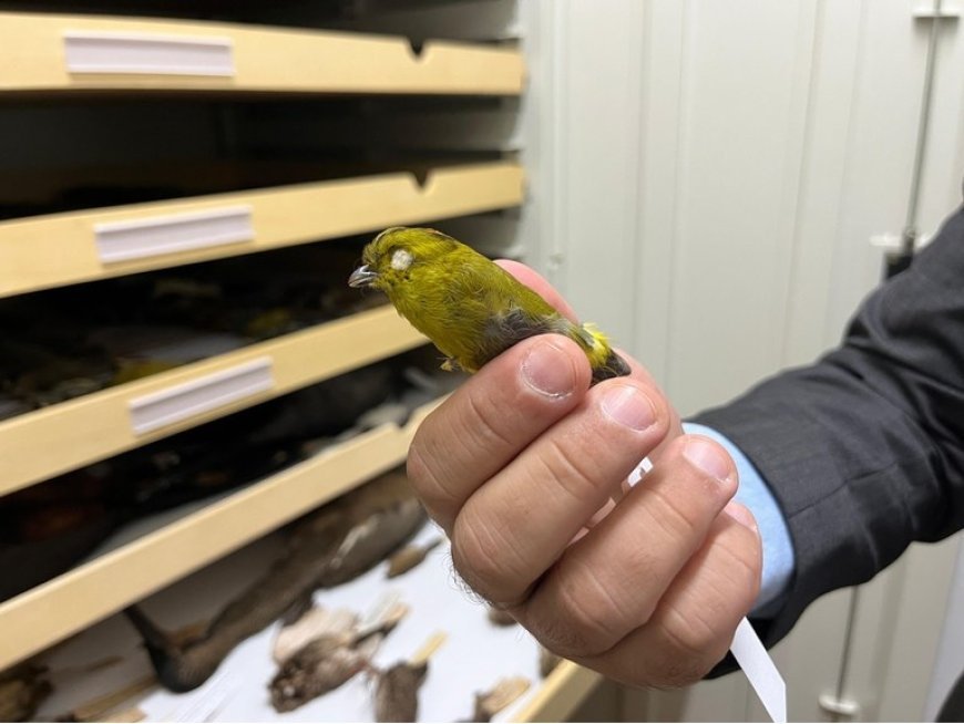 Espécime de ave da Mata Atlântica declarada extinta retorna ao Brasil