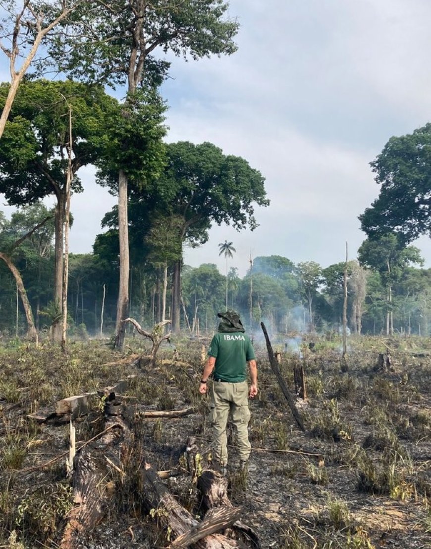 Desmatamento ilegal no Amazonas: fiscalização aplica mais de 1 milhão de reais em multas e 11 embargos